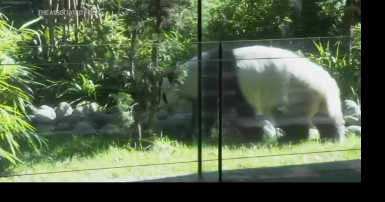 The last giant panda in Latin America