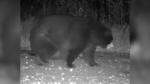 Bloated bear! Trailcam captures massive black bear in Minnesota