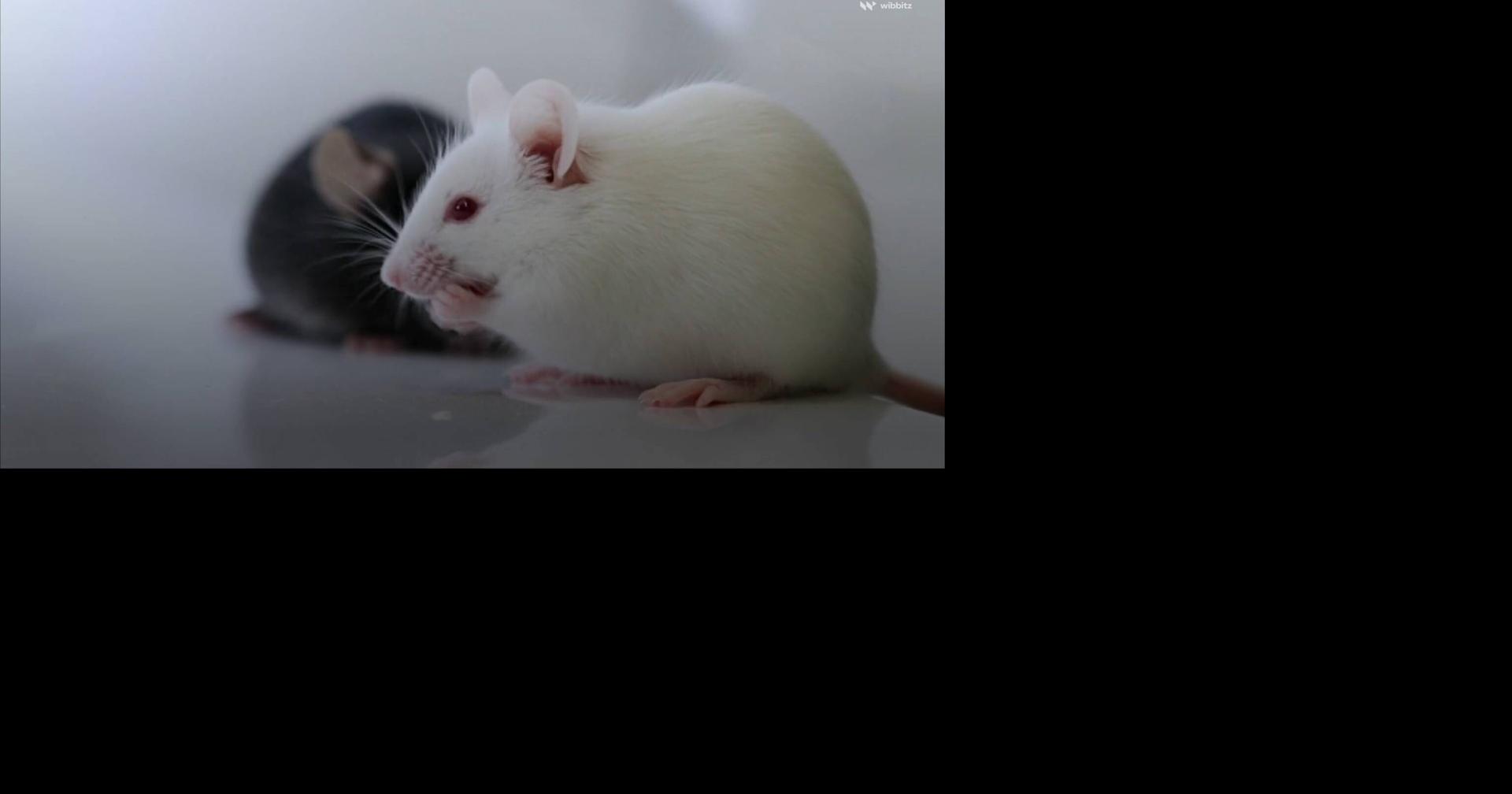 Scientists reverse aging in mice