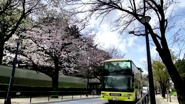 Tokyo's cherry blossom bus tours resume | News ...
