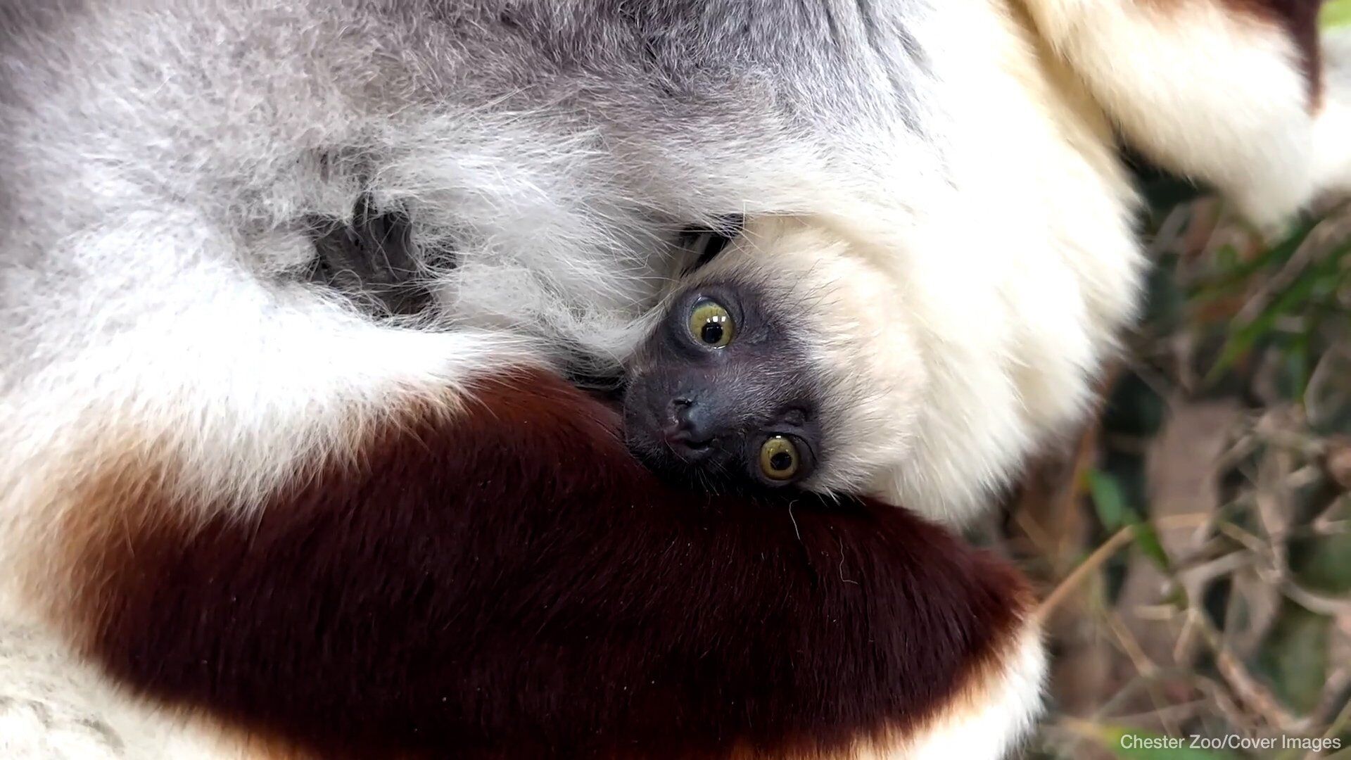 Europe's First 'dancing Lemur' Born At Chester Zoo In The U.K.