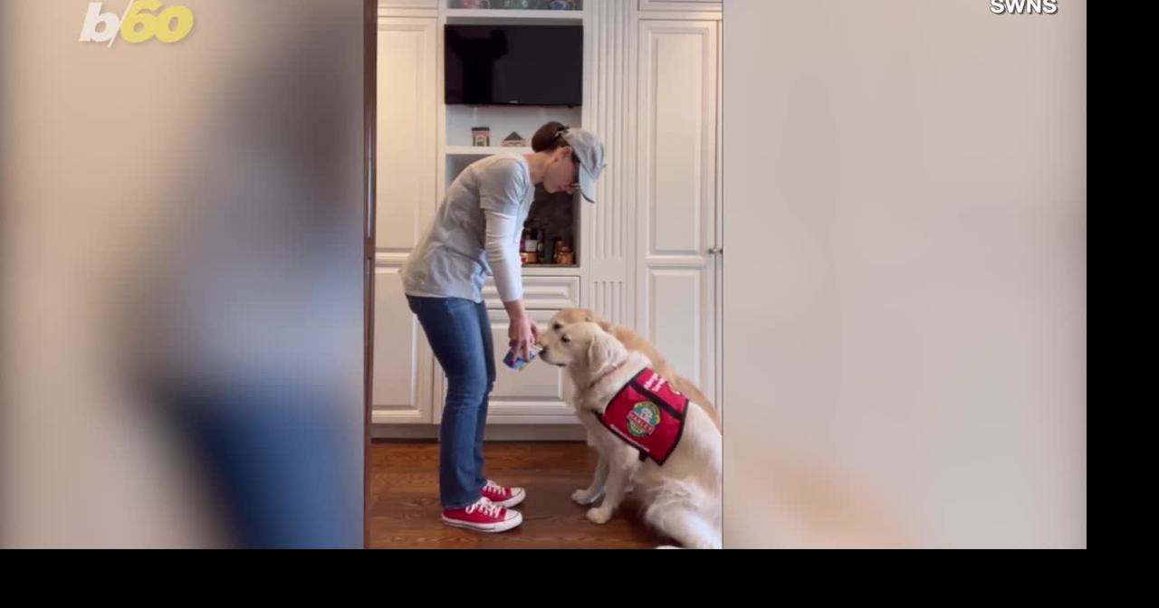 How this dog protects her owner with a peanut allergy