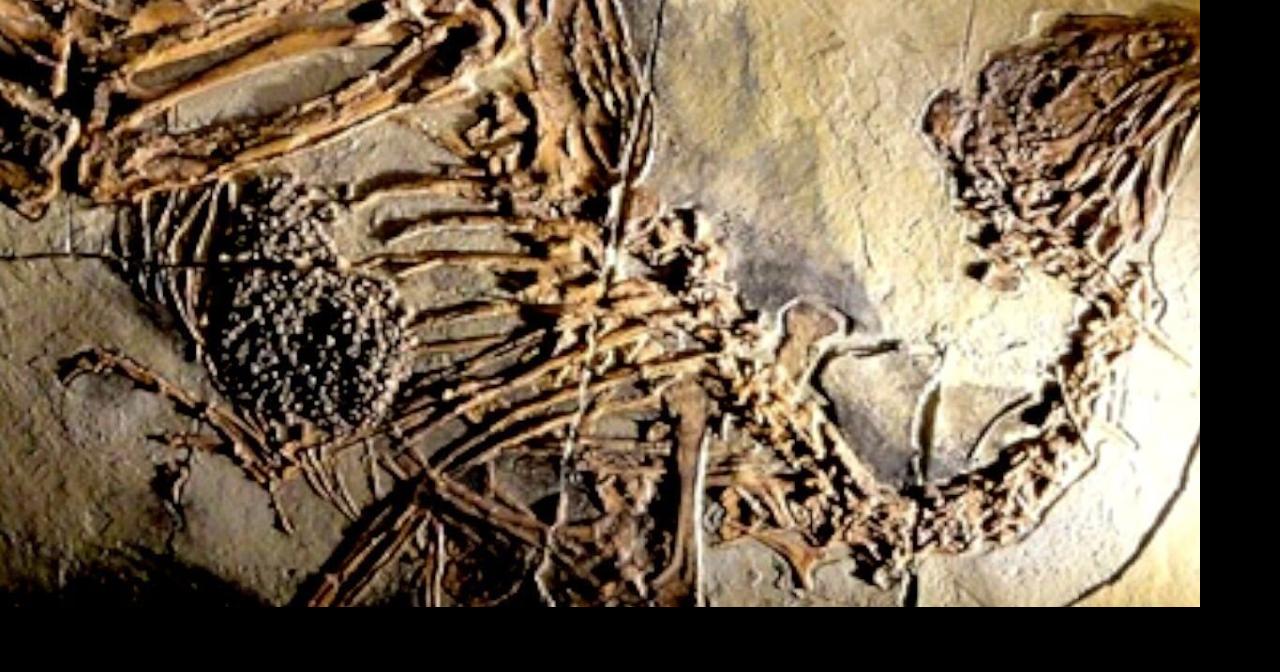 ‘Missing link’ between dinosaurs and birds may have finally been discovered