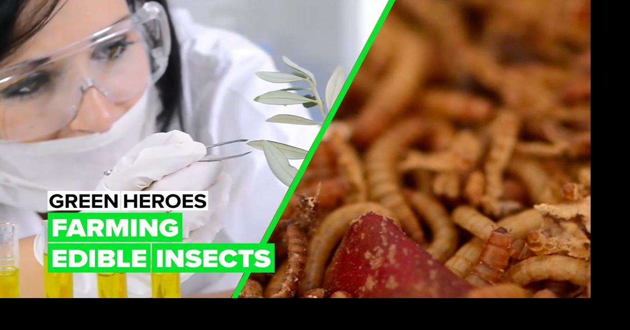 Farming insects in your kitchen could be the future of food