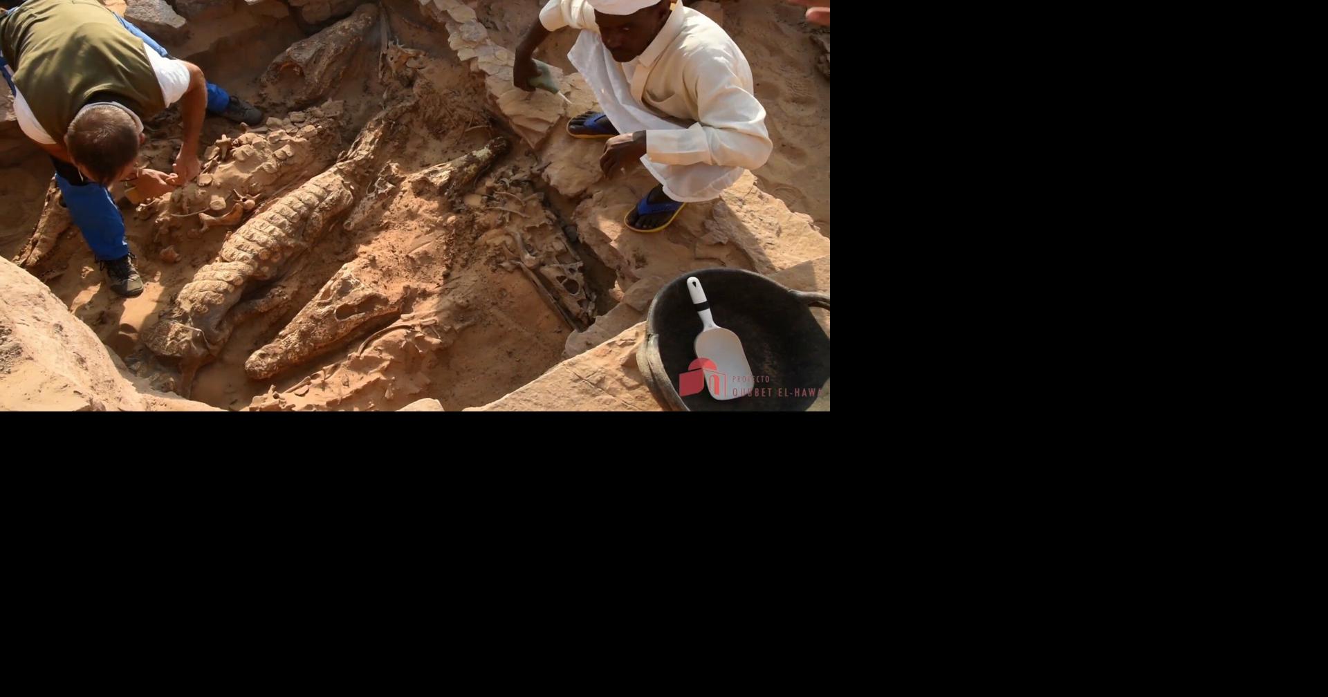 Mummified crocodiles found in an Egyptian tomb