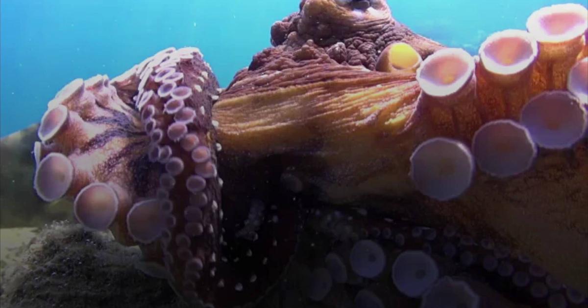 Octopus E Scientists Unraveling the Mystery of How Octopuses Edit Their Genetic ...
