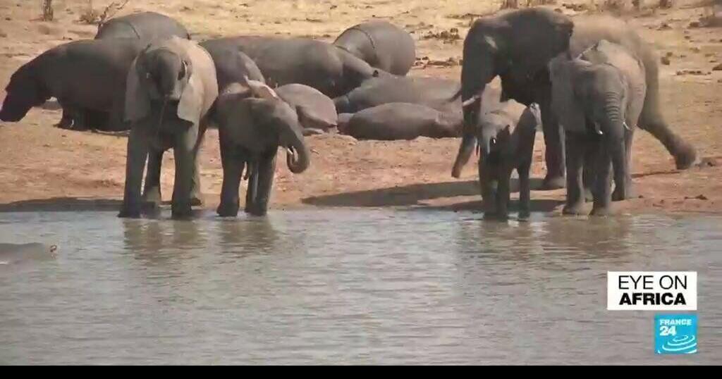 Zimbabwe Fighting poaching in national parks