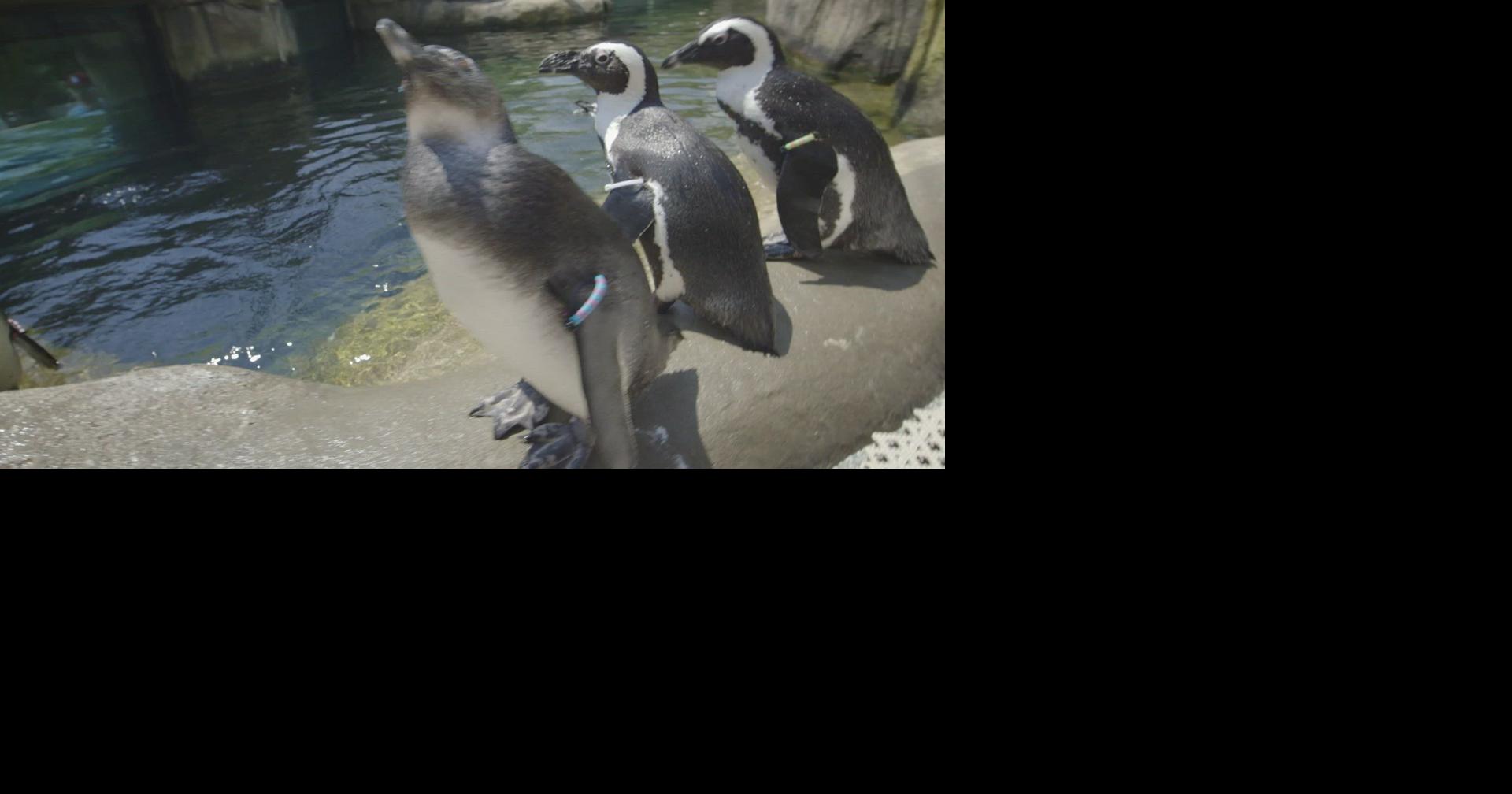 Welcome to Penguin Point! One of the Most Beautiful Places in the World!
