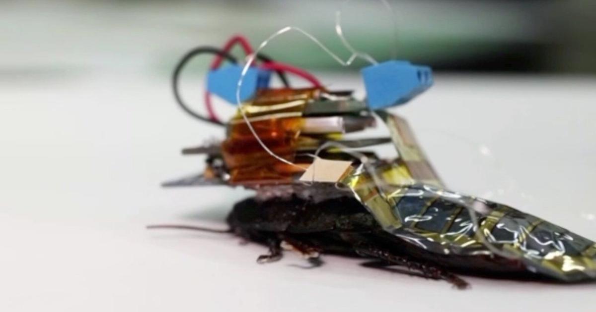 How cyborg cockroaches could help save human lives