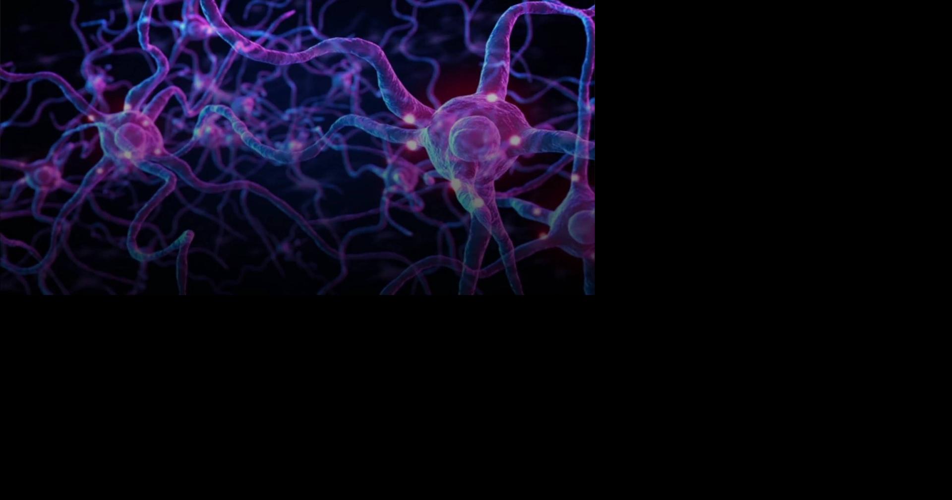 Scientists create detailed diagram of an insect's brain