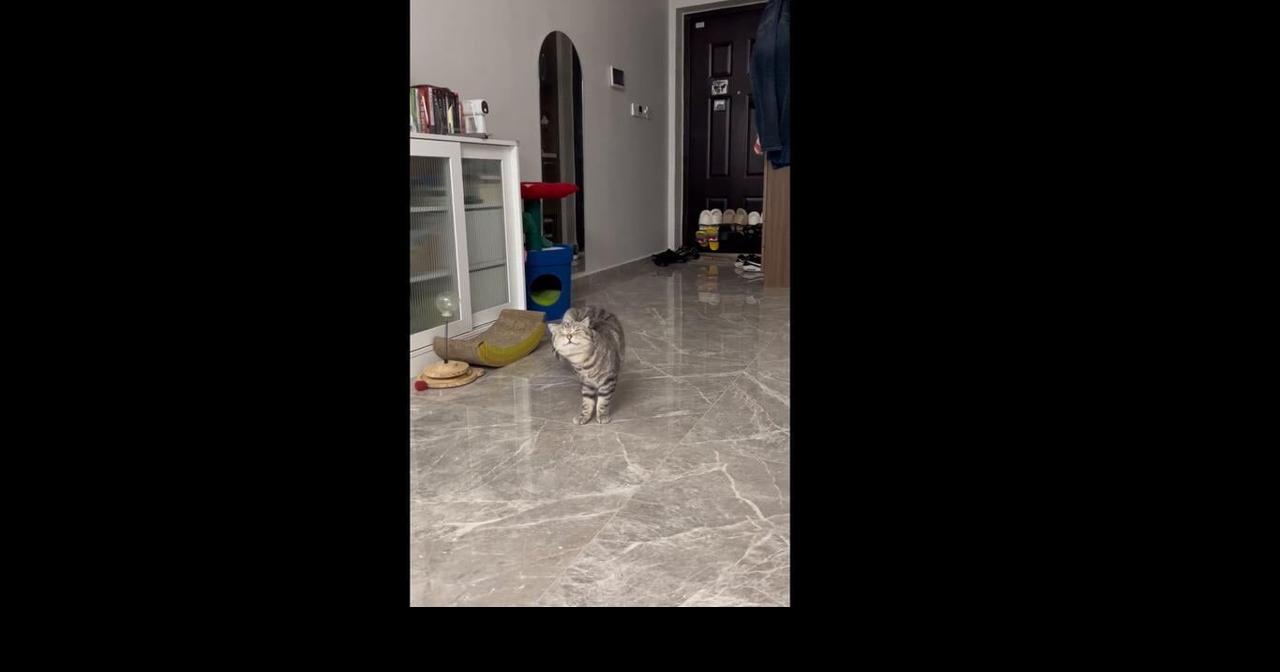 Cat Walking Upright in Xuchang, Henan, China