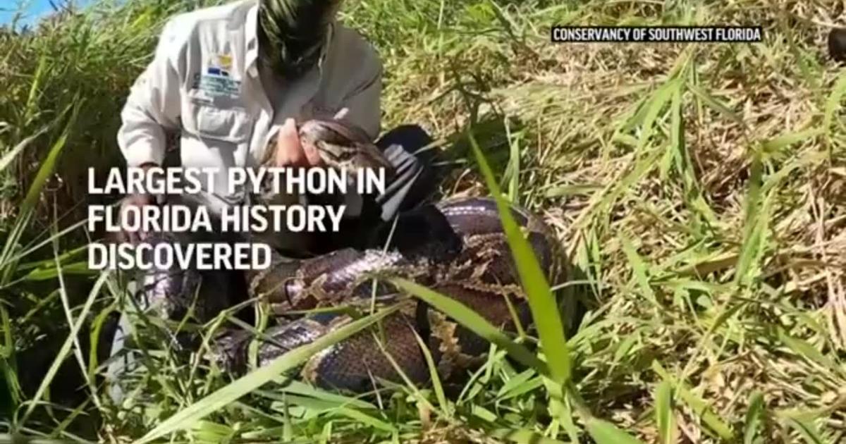 Largest python in Florida history discovered
