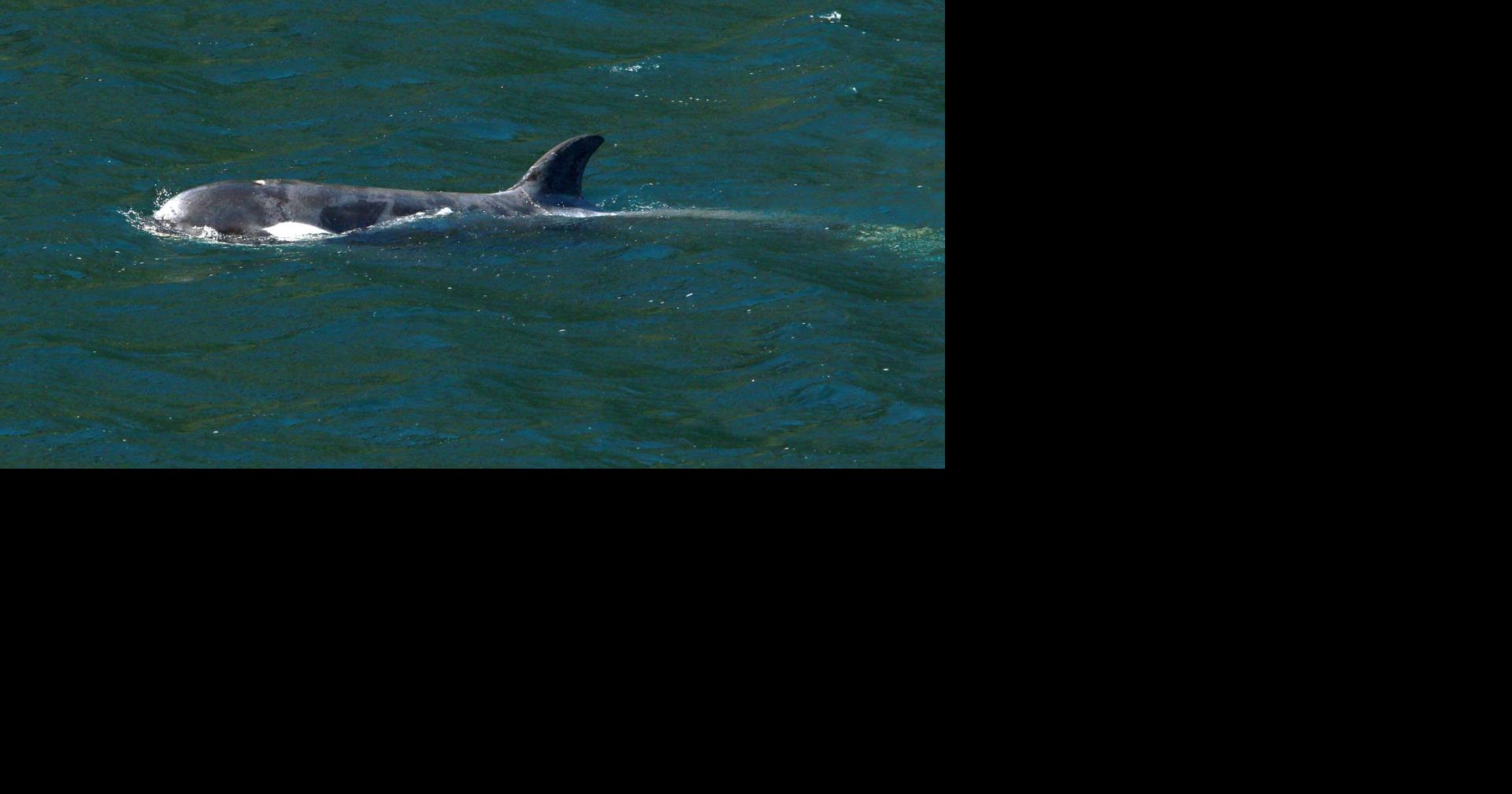 Researchers race to track freed baby orca, reunite her with her pod