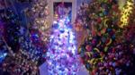 German couple sets world record for setting up and decorating the most Christmas Trees