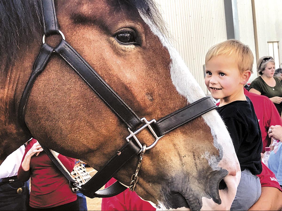 Little boy meets giant horse