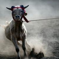 Mexico barred from sending cattle to US over flesh-eating pest