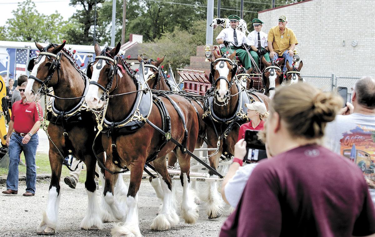 Clydesdales parade around fairgrounds