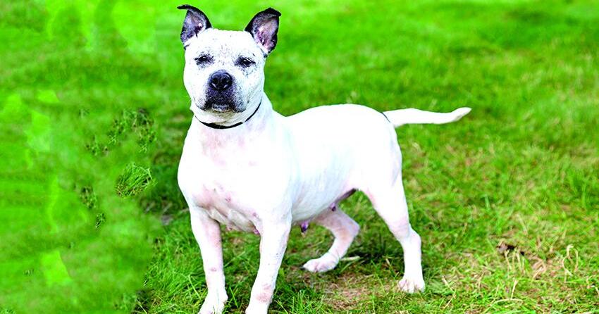 Pet of the Week: Peppa | News