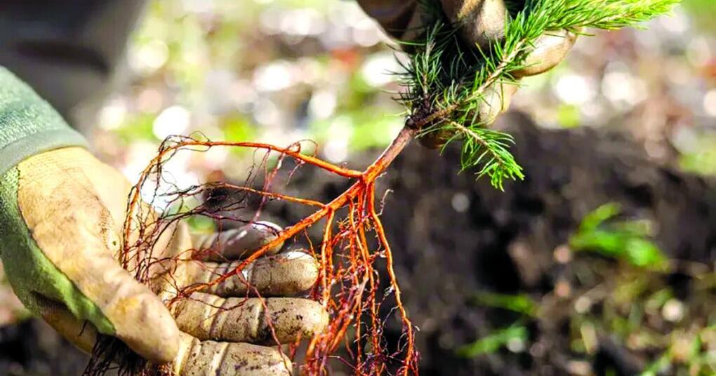 Get your seedlings here: 100 at Arbor Day event