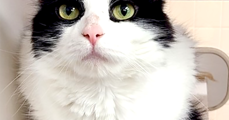 Pet of the Week: Mimo | News