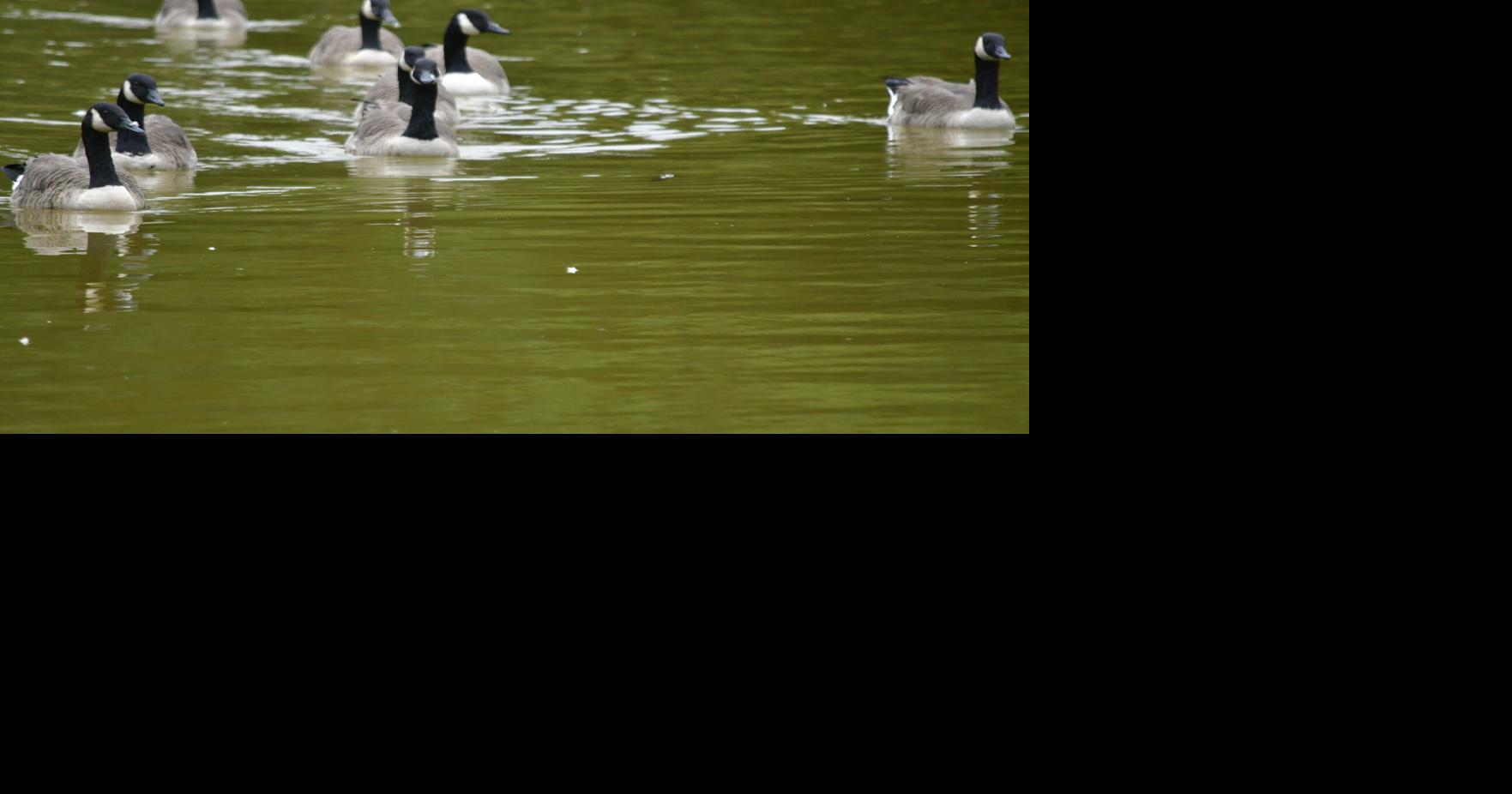 Bristol urges park-goers to stop feeding geese