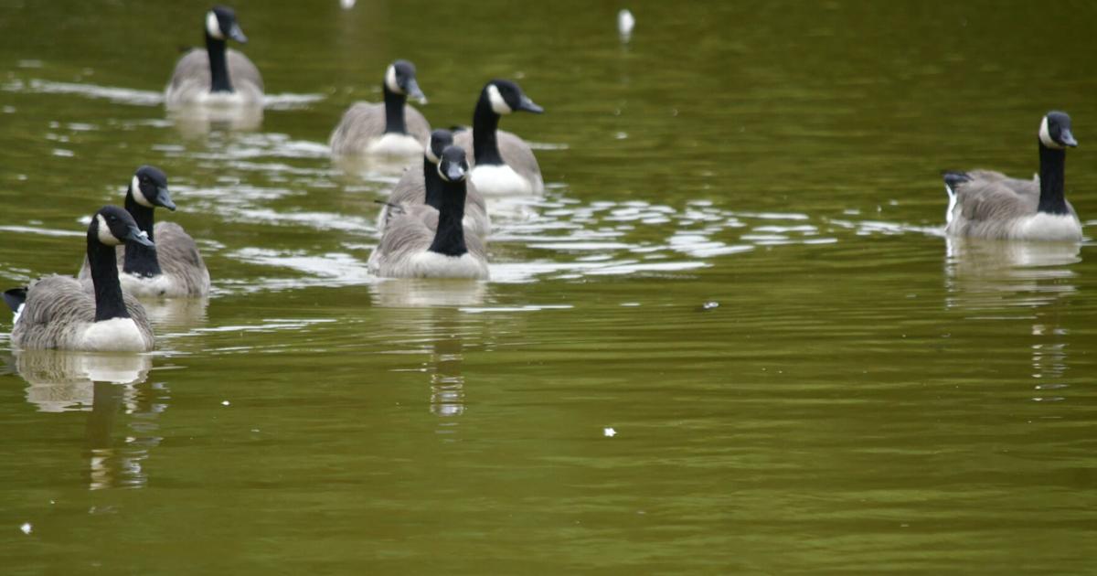 Bristol urges park-goers to stop feeding geese