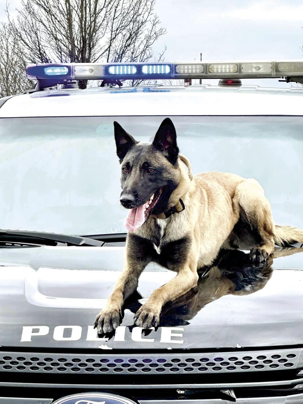 Bristol home invasion thwarted News