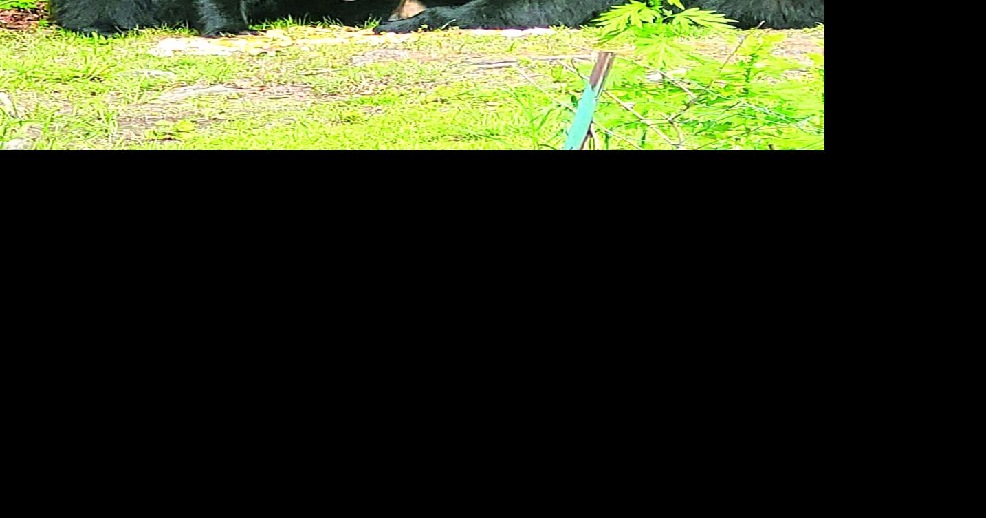 NEW BEAR CITY: Bristol police, residents report increase in black bear sightings across the city