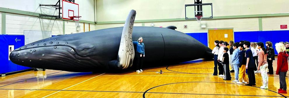 Tour a life-sized blue whale during an event today at Manross Library