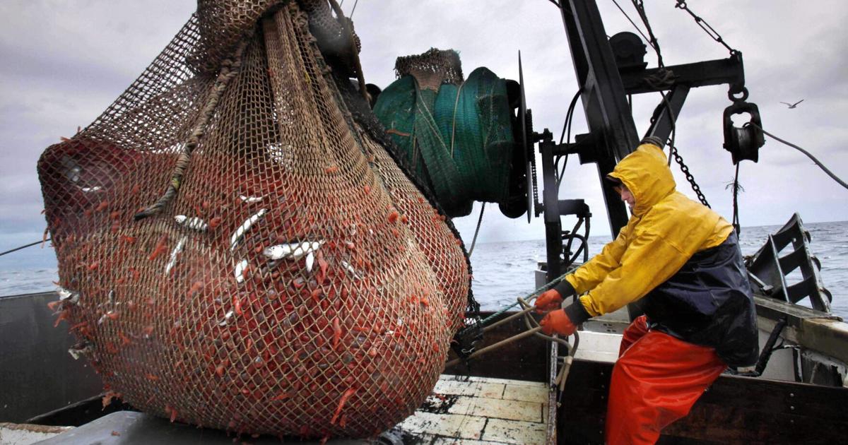 New England’s shrimp industry struggles, with few caught in 2025