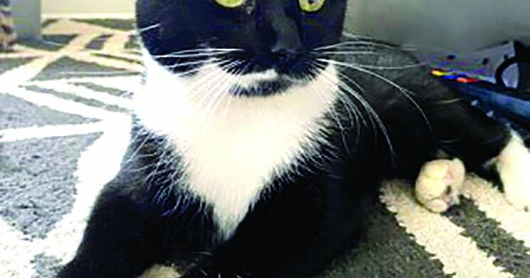Pet of the Week: Jackie | News