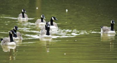 Bristol’s geese are saved - for now