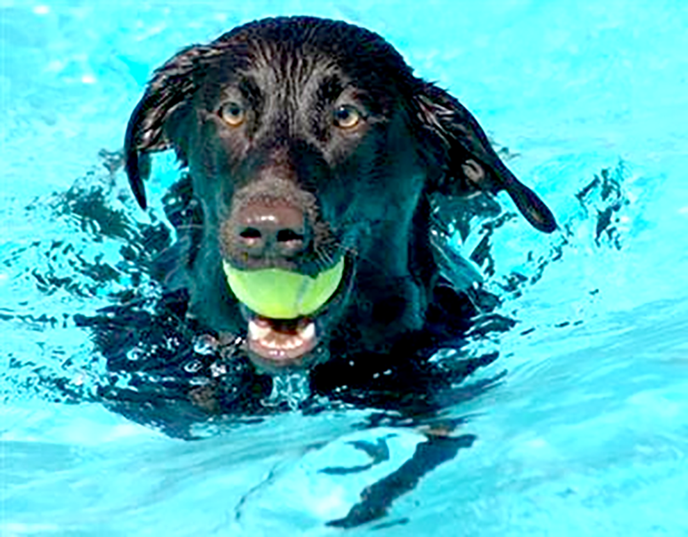 Pooch Plunge back at Rockwell Park for a ‘doggy only pool party’