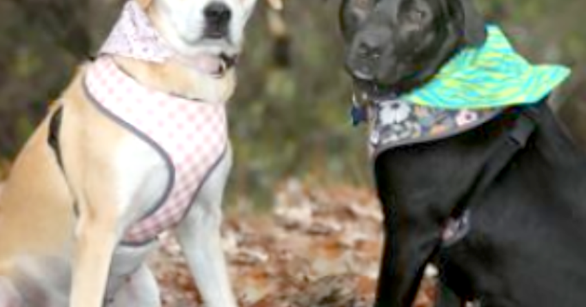 Pets of the Week Pippi Longstocking and Penelope