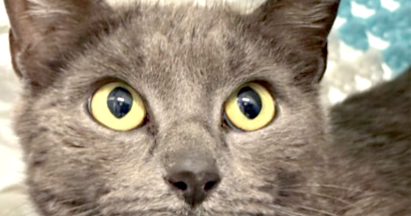 Pet of the Week: Grace | News