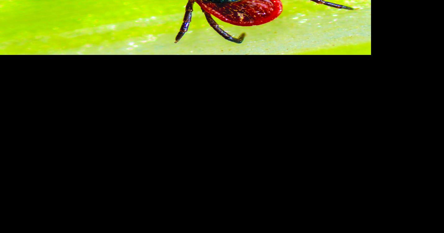 WHAT TO KNOW ABOUT TICK SEASON: Health officials urge precautions when spending time outdoors