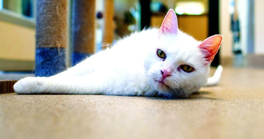 Pet of the Week: Scamp