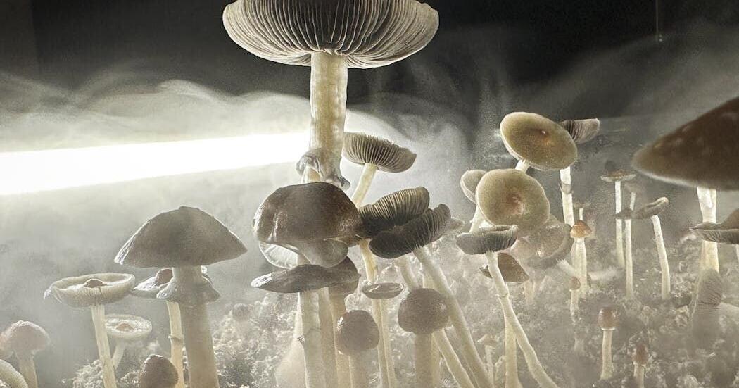 Magic mushroom-infused products appear in Colorado gas stations – what public health officials want consumers to know
