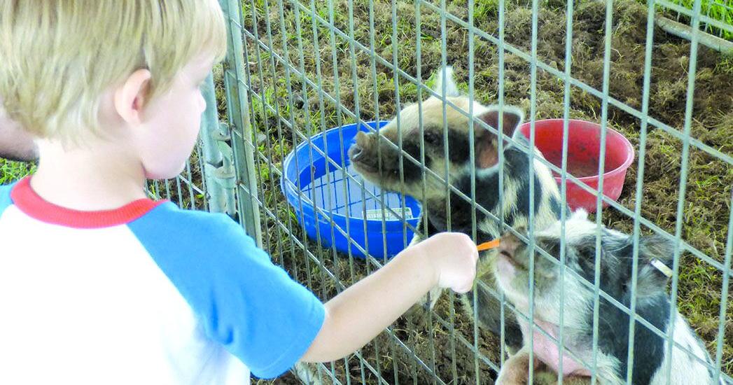 Feeding the pigs at the petting zoo