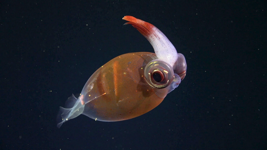 Bryan Rov Patrick Star? Scientists discover 57 new deep-sea species | News ...