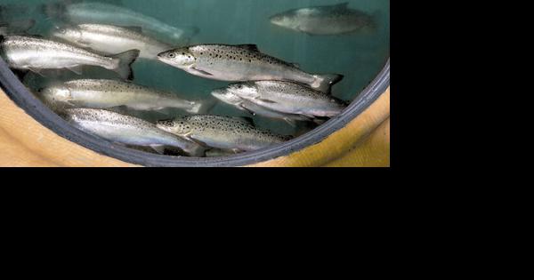 AquaBounty selling Indiana farm - Vimarsana News