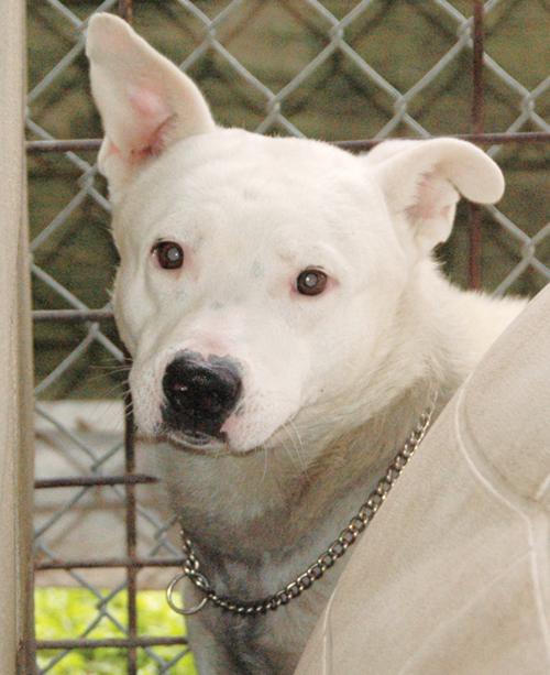 Pit Bull Shepherd Mix Local News Bryantimes Com