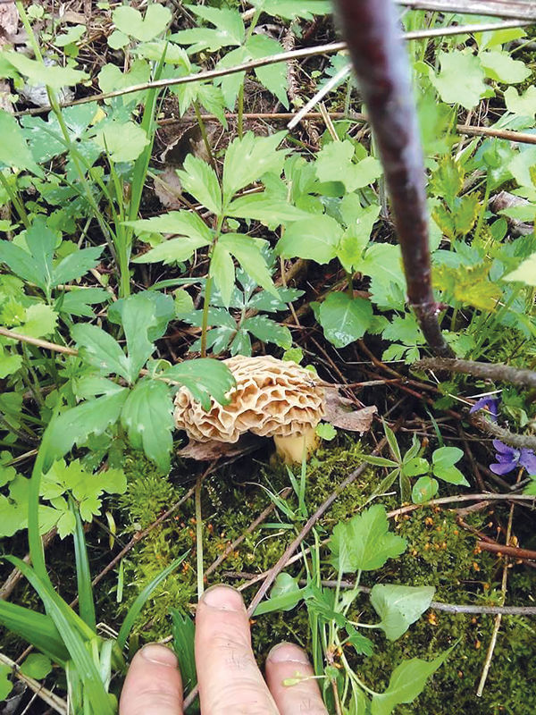 Morel mushroom season is an area tradition Local News