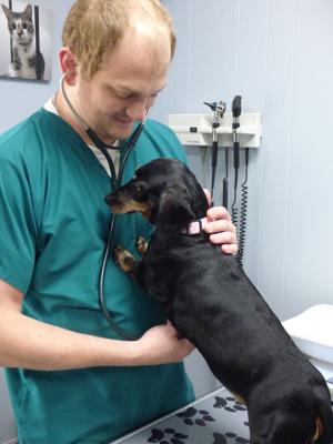 State seeing shortage of veterinarians