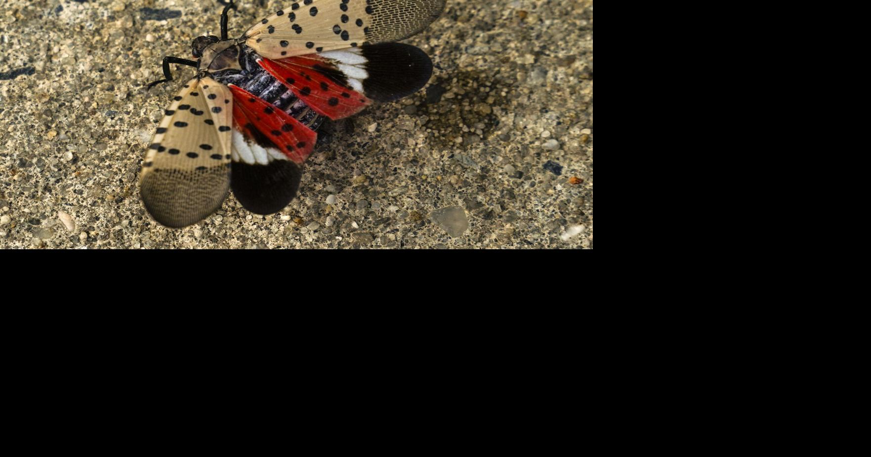 ODA quarantines all of Ohio for lanternfly
