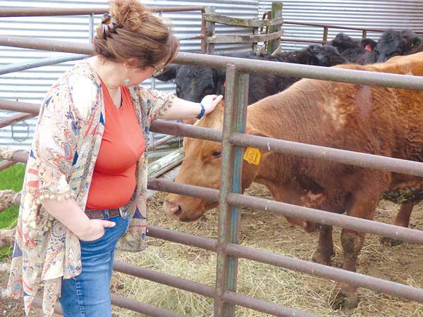 Rupps have a calling for raising cattle | | bryantimes.com