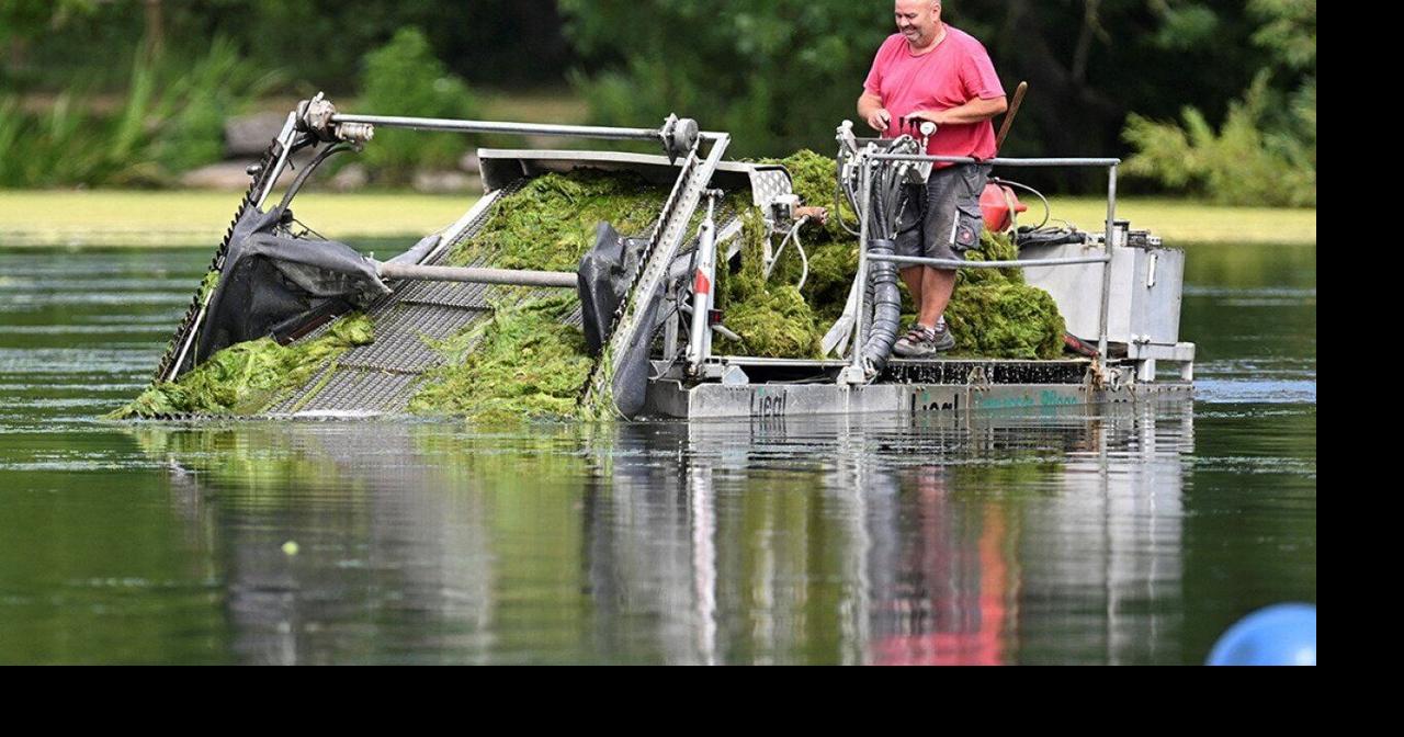 How the humble hornwort could supercharge agriculture