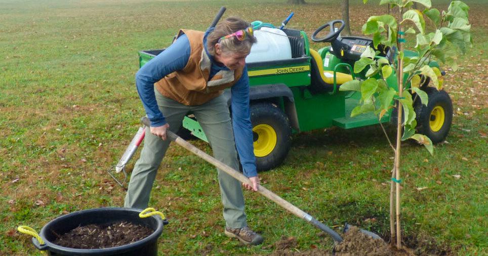 Tree planting