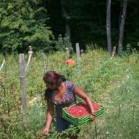 Drought-hit Serbian raspberry farmers fear 'catastrophic' future