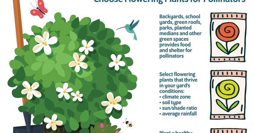 Five ways to support backyard pollinators | Archives ...